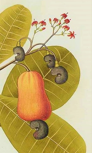 Ilustração botânica de um caju alaranjado com sua castanha.